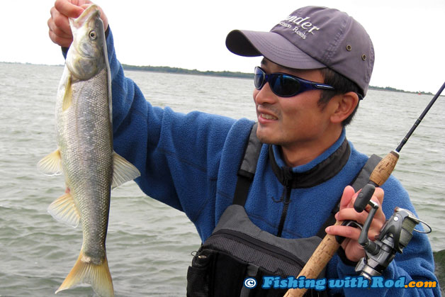 Tidal Fraser River northern pikeminnow