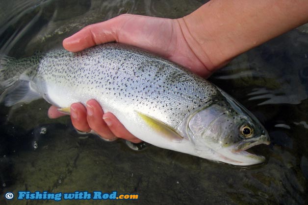 Cutthroat trout are commonly caught when adult salmon are migrating into the Fraser