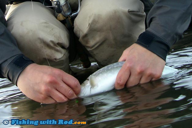 A pair of waders allow the angler to release his or her catch in the water so its chance of survival is jeopardized A pair of waders allow the angler to release his or her catch in the water so its chance of survival is jeopardized