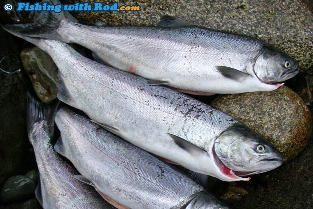 These fresh jack chinook salmon can look very similar to adult coho salmon