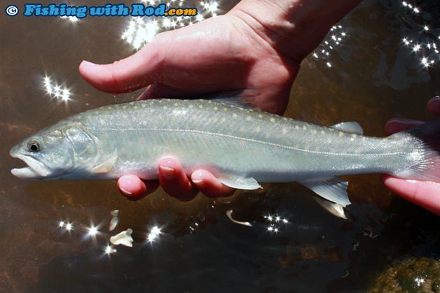 Fraser River bull trout