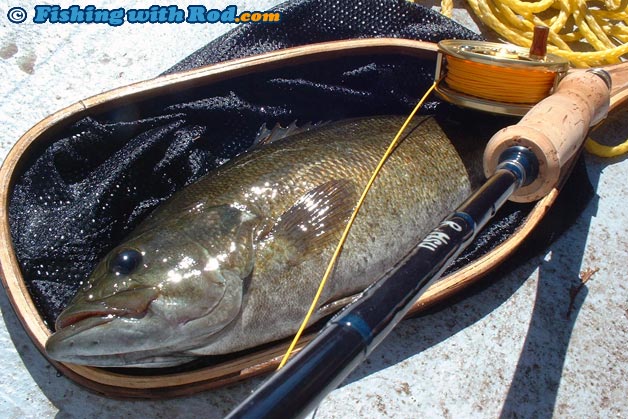 A smallmouth bass on the fly A smallmouth bass on the fly