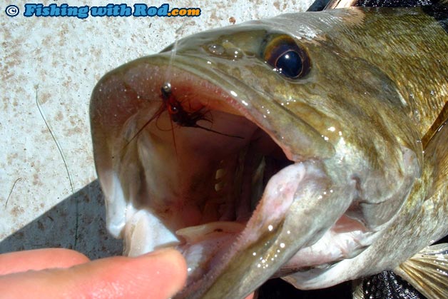 This bass did not mess around when taking the fly This bass did not mess around when taking the fly