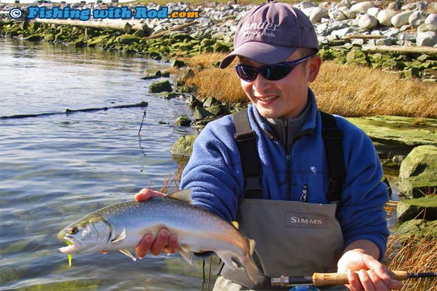 Anadromous Fraser River bull trout on the fly