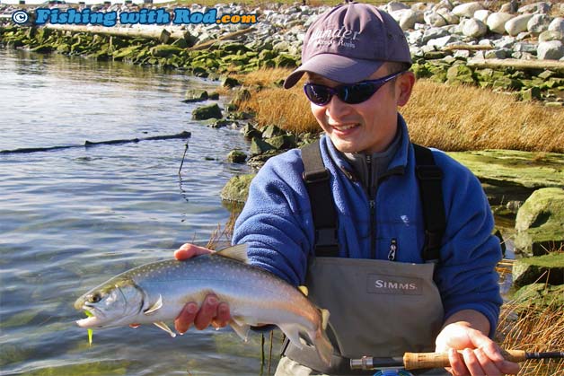Anadromous Fraser River bull trout on the fly Anadromous Fraser River bull trout on the fly