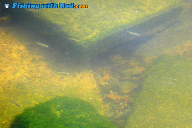 Salmon fry in Tidal Fraser River Salmon fry in Tidal Fraser River