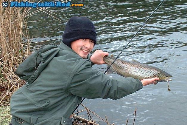 A sea trout from a river in Denmark