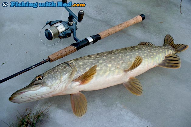 Northern pike from Denmark