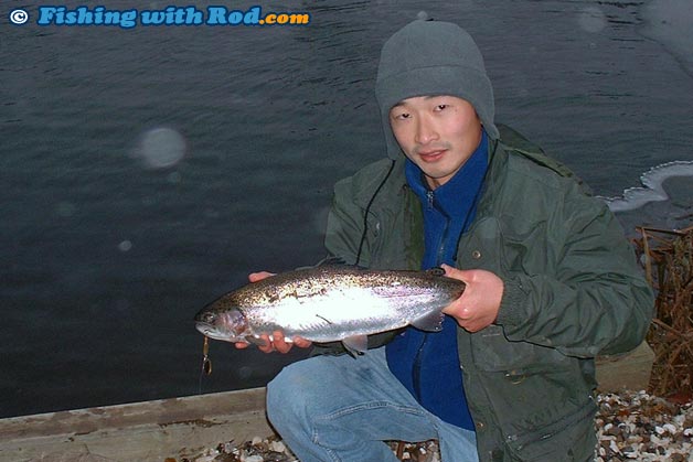 Rainbow trout in Denmark