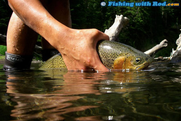 Catching and releasing a westslope cutthroat trout. Catching and releasing a westslope cutthroat trout.