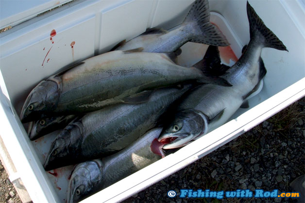Handle your catches in BC properly to preserve their freshness.