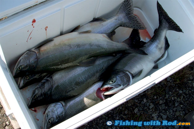 Handle your catches in BC properly to preserve their freshness. Handle your catches in BC properly to preserve their freshness.