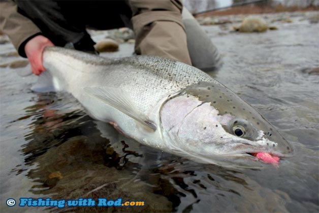 BC river steelhead fishing BC river steelhead fishing