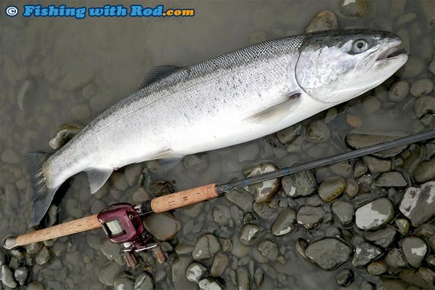 Hatchery marked steelhead from Chilliwack River. Hatchery marked steelhead from Chilliwack River.