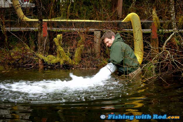 Stocking rainbow trout at urban lakes in British Columbia.