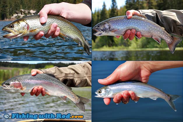 Lake gamefish species in British Columbia. Lake gamefish species in British Columbia.