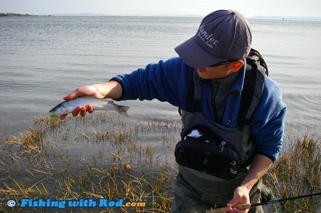This bull trout is so small that it can be barely seen in the photograph by including the angler in it This bull trout is so small that it can be barely seen in the photograph by including the angler in it