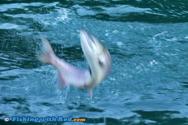 Blurry salmon jumping photograph Blurry salmon jumping photograph