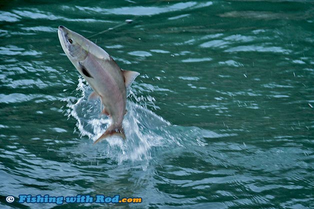 Leaping sockeye salmon Leaping sockeye salmon
