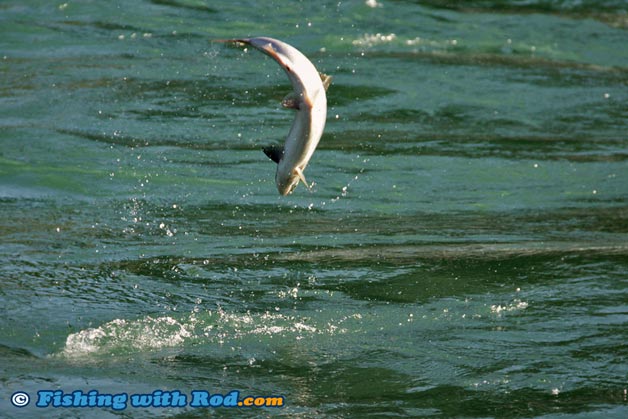 Leaping sockeye salmon Leaping sockeye salmon