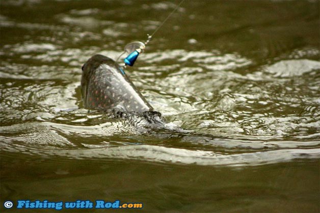 A bull trout on the surface