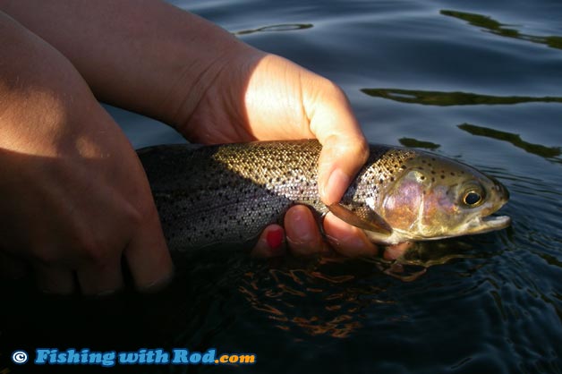 A fish picture ruined by the shadow