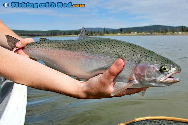 Capturing all the details of a rainbow trout Capturing all the details of a rainbow trout