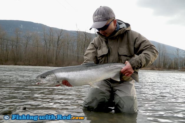 After dispatching this hatchery-marked steelhead, I decided to take a photo with it on my own After dispatching this hatchery-marked steelhead, I decided to take a photo with it on my own