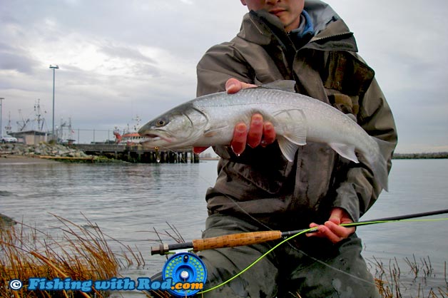 The bull trout looks fantastic in this photograph, except my head has been cut off The bull trout looks fantastic in this photograph, except my head has been cut off