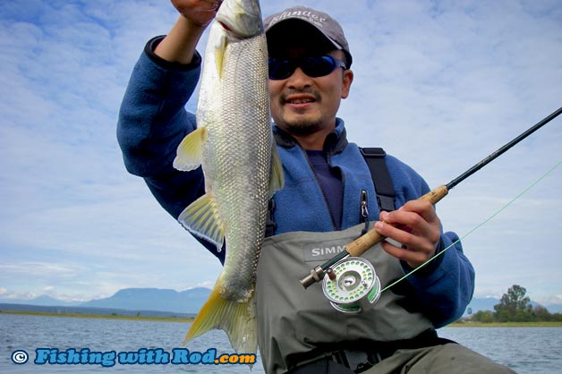 This northern pikeminnow would have looked nicer if its head was included This northern pikeminnow would have looked nicer if its head was included