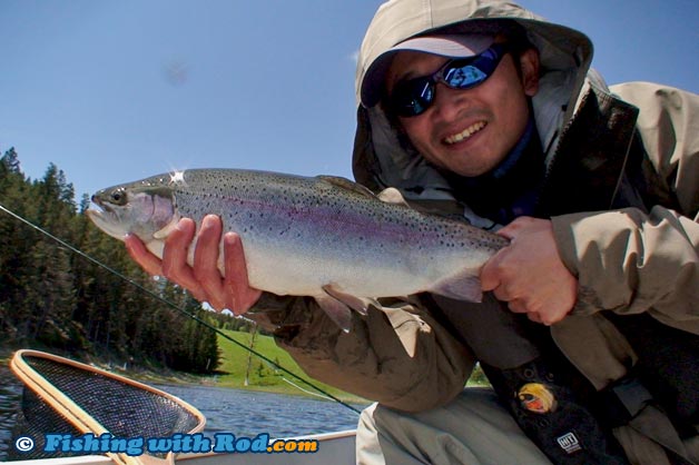 This fat rainbow trout was kept in the net until the camera was ready to capture the moment This fat rainbow trout was kept in the net until the camera was ready to capture the moment