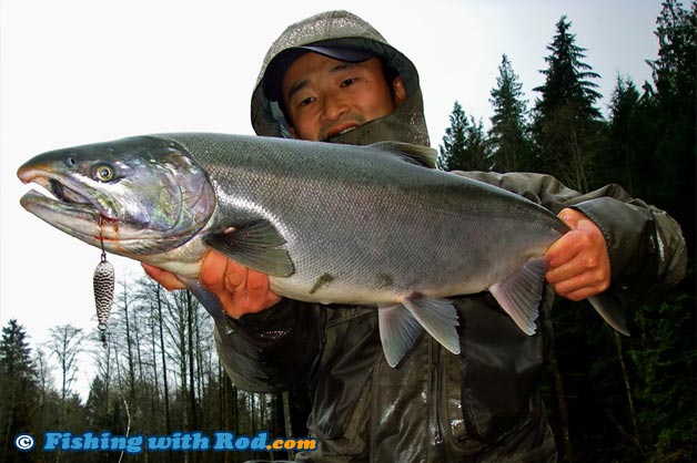 The camera is placed slightly below and point up at this coho salmon when the photograph was taken The camera is placed slightly below and point up at this coho salmon when the photograph was taken