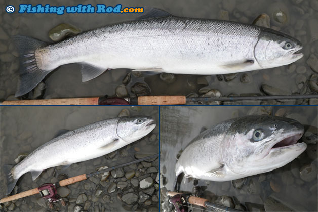 A winter steelhead photograph taken at three different angles A winter steelhead photograph taken at three different angles