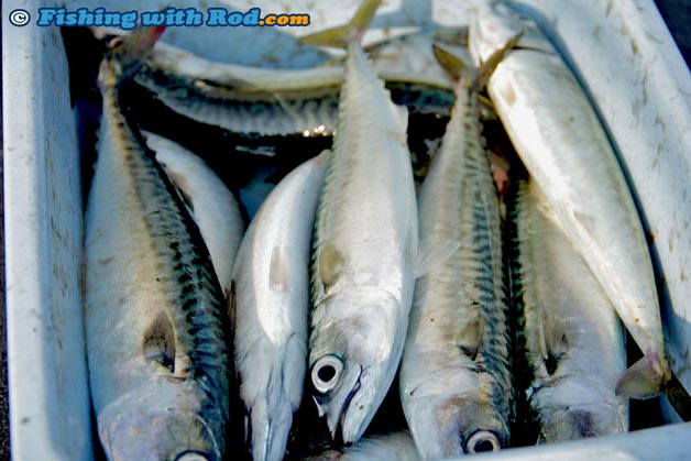 Chub mackerel in Ucluelet