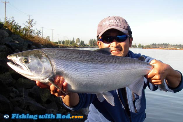 Coho salmon from Tidal Fraser River BC