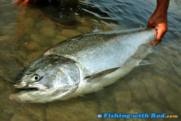 Fraser River chinook salmon caught by bar fishing