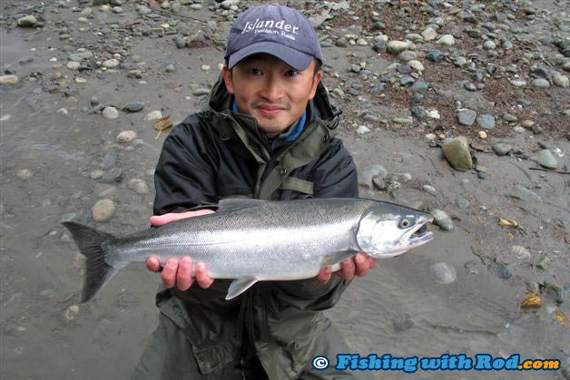 A hatchery marked coho salmon from Chilliwack River A hatchery marked coho salmon from Chilliwack River
