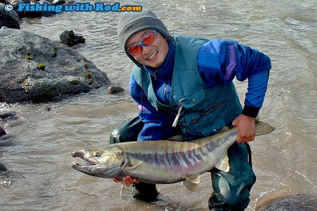 A big male chum salmon from British Columbia A big male chum salmon from British Columbia
