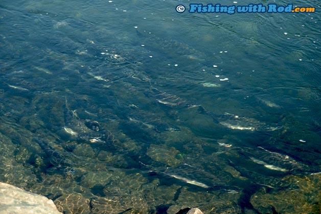 Thick schools of pink salmon in September can be a nuisance when float fishing for coho salmon Thick schools of pink salmon in September can be a nuisance when float fishing for coho salmon