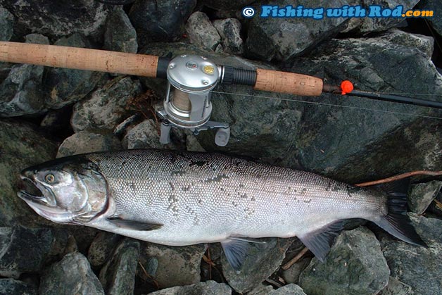 Hatchery coho salmon caught on salmon roe Hatchery coho salmon caught on salmon roe