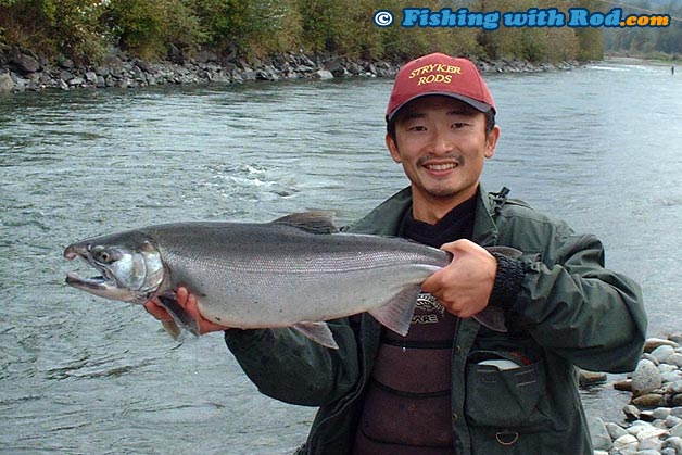 Another good sized hatchery coho salmon from the Chilliwack River