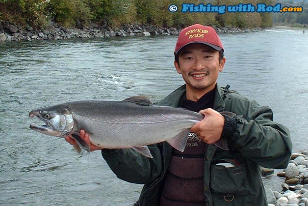 Another good sized hatchery coho salmon from the Chilliwack River Another good sized hatchery coho salmon from the Chilliwack River