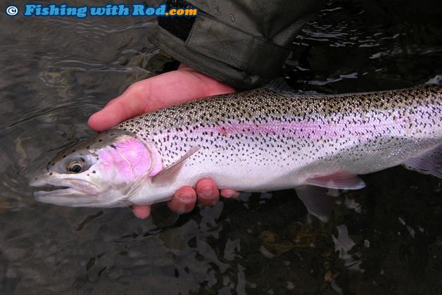 Rainbow trout such as this beautiful specimen are rare when fishing in the winter in Southwestern BC Rainbow trout such as this beautiful specimen are rare when fishing in the winter in Southwestern BC