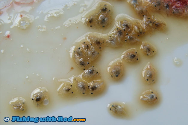 Crab larvae from the stomach of a coho salmon