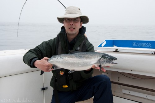 Small coho salmon