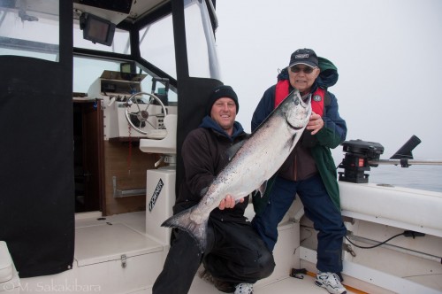 Big chinook salmon from Vancouver Island