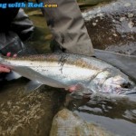 Capilano River coho salmon