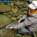 Releasing a coho salmon