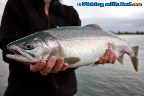 Fraser River pink salmon