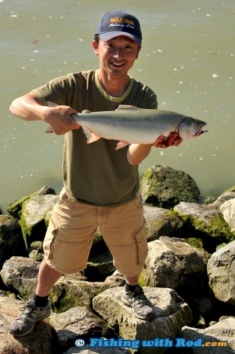 Fraser River pink salmon